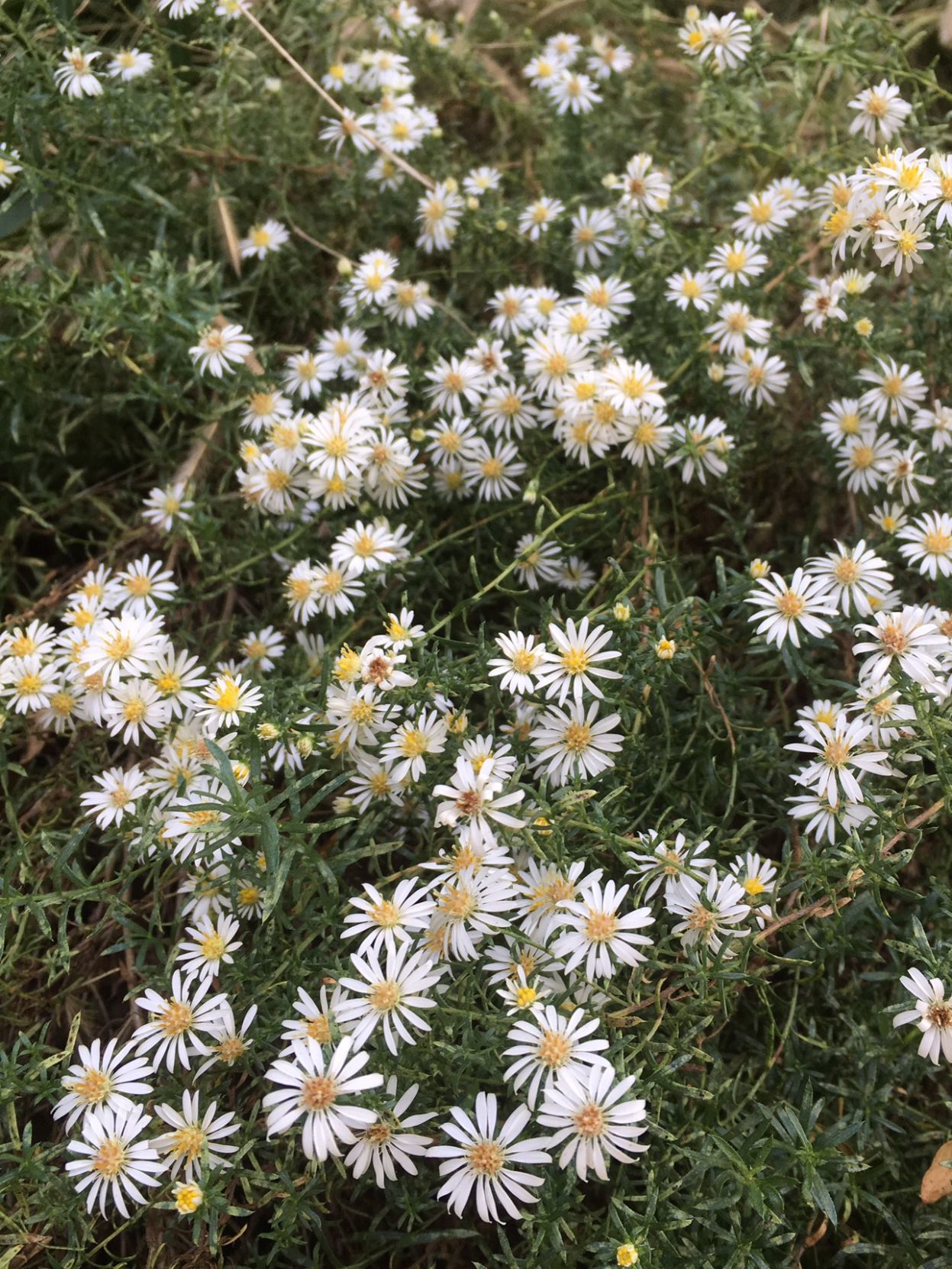 Wildflowers that spread